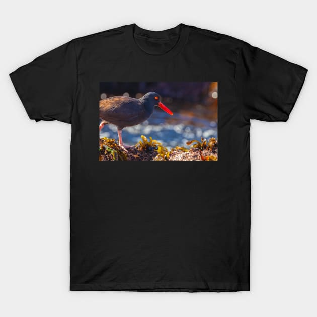 Oystercatcher T-Shirt by jvnimages